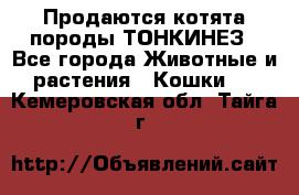 Продаются котята породы ТОНКИНЕЗ - Все города Животные и растения » Кошки   . Кемеровская обл.,Тайга г.
